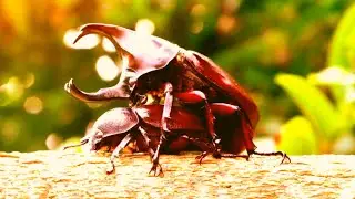 Bug Battles - Amazing insects Knockout Fights!