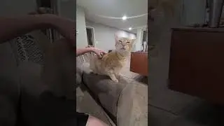 Goofy Cat Reaction To Back Scratch 🤣