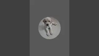 Labrad DoDo is live