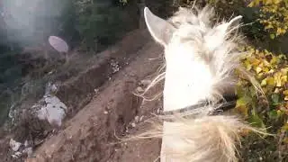 Hard Treil Riding, Arabian stallion, Natural horsemanship