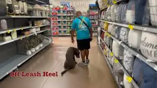 Chief's 15 Day Board & Train | 1 year old Silver Lab #labradorretriever #dogtraining