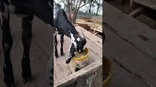 #Kala bakra#Eating Khal