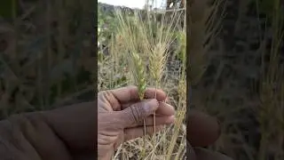the wheat crop is about to ripen #nature #farming #wheat #shorts