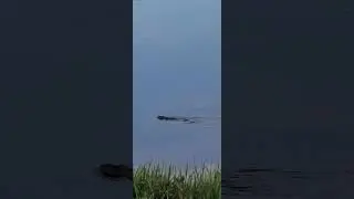 A Canadian beaver eh...