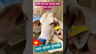 छोटी गाय का आधार कार्ड बन गया #kachhua #cowvideos #animalcare #petcomedy #cuteanimal