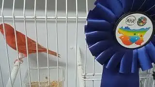 Canarini rossi  ( canarini lipocromici)