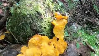 Cantharellus cibarius_ Galbiori
