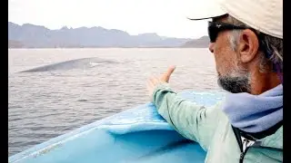 Interview With a Blue Whale | Great Whale Conservancy | Michael Fishbach