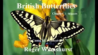 British Butterflies tutorial  Chapter 1  Skippers