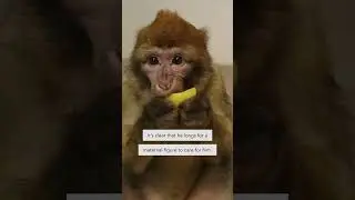 Young Barbary macaque Chitto was an illegal birthday present - AAP