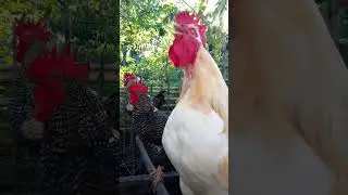 Hermoso d&iacute;a 🌄 hermoso gallo criollo 🐔#feedshorts
