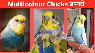 Budgies Multicolour Banane Ki Tips And Tricks | Yellow Headed Budgies Se Banaye Ache Colour Budgies