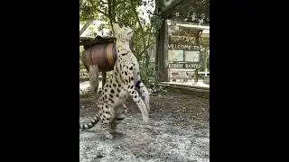 Subscribe for daily animal videos #shorts
