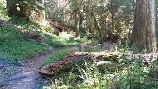 a friendly bear encounter