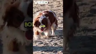 🐶 &ldquo;Lessons from Dog Fight&rdquo; | Dog Fight Story with Moral. #dog #pets #cutedog.