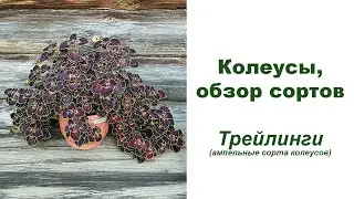 Колеусы. Обзор сортов - трейлеры или ампельные сорта