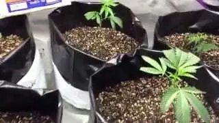 New batch, private reserve, skywalker o.g, king louie