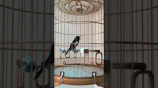 Kacer mania vietnam VIP - Magpie vietnam VIP