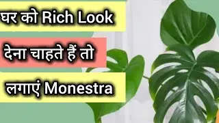 How to grow and care Monestra (swiss cheese) plant #monestrafertilizer #indoorplant #monestrasoil