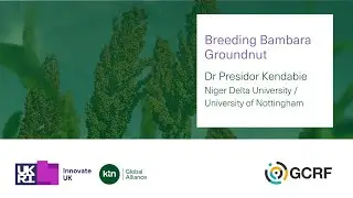 Breeding Bambara Groundnut