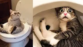 Try Not To Laugh Challenge | Funny Cat & Dog Vines compilation | The FUNNIEST Pet Videos of 2024