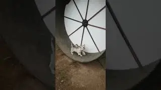 Husky pups on the training wheel 8wks