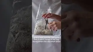 Four options for fruiting mushroom blocks.