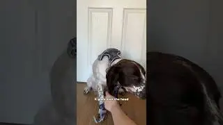 Dog Harness Fitting Guide