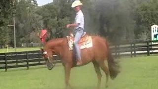 Too Good N Plenty - Mark Vincent Quarter Horses