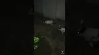 rabbits ❣️#night view#eyes glowing 🐇👀