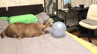 Floppa And The Fart Balloon