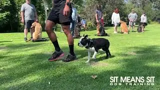 Group Class Fun! | Sit Means Sit Dog Training Corona