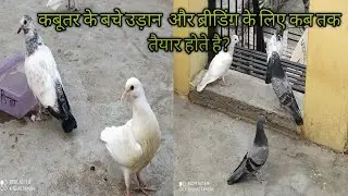 Baby Pigeon kitne mahine baad udaan aur breeding ke liye taiyar hote hai/ #pigeonmasti
