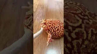 猫哥可不惯着你 #frog #funny