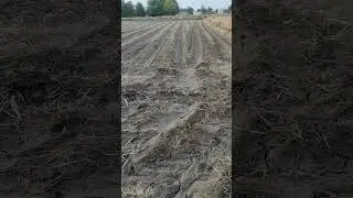 #Green fodder(Maize) #Marure in 60 days #farming #punjabagriculture #agriculture #nature