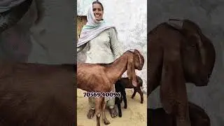 Heavy milk line beetal goat kid's Sale