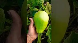 Bottle guard plant Pruning tequnic #bottalguard #plants #pruning #shorts #satisfying