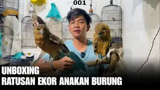 UNBOXING RATUSAN EKOR ANAKAN BURUNG LOLOHAN DAN BURUNG HANTU #01