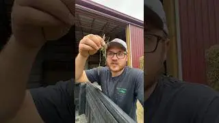 Why is Alfalfa Hay SO EXPENSIVE??