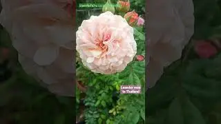 EPs 16 Leander rose ,old rose Devid Austin In Thailand