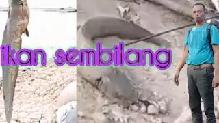 Mancing ikan sembilang