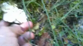 La llengua de bou
