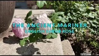 Introduction to Rose Varieties：The Acient Mariner｜Shrub Rose｜English Rose｜David Austin