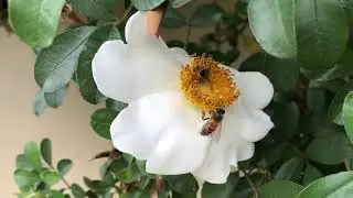 5th Place Honey Harvest  2022