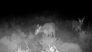 Red Deers in the Ardennes!