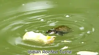 Indian Roofed Turtle