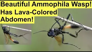 BEAUTIFUL AMMOPHILA WASP! Grooming in the Garden!  Long-Legged Lovely and a Beneficial Pollinator!