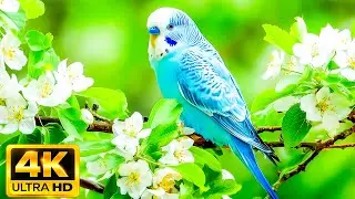 🪶 Top 100 Strangest Bird Feathers on Earth | Stunning Birds & Nature ASMR in 4K