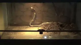 In cage with deadly Snouted Cobra