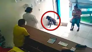 This Sick Dog Walked Into a Vet&rsquo;s Office For Help, What Followed Left Everyone Shocked
